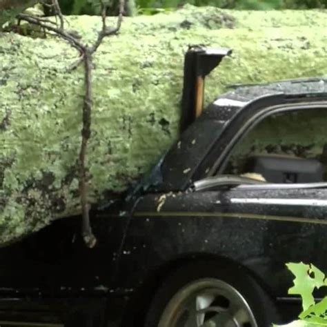 träd krossar bil försäkring
